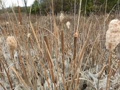 Typha domingensis