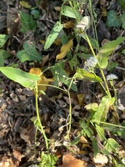 Lactuca canadensis