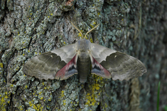 Pachysphinx modesta
