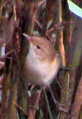 Acrocephalus scirpaceus baeticatus