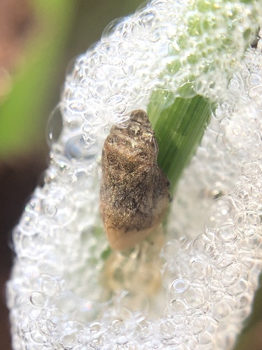 Angular Spittlebug