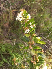 Pyracantha crenulata