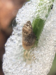 Lepyronia quadrangularis