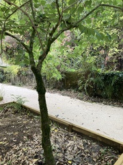 Bauhinia acuminata