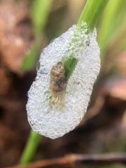 Lepyronia quadrangularis