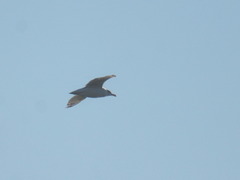 Ichthyaetus ichthyaetus