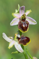 Ophrys exaltata splendida