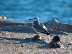Ichthyaetus ichthyaetus