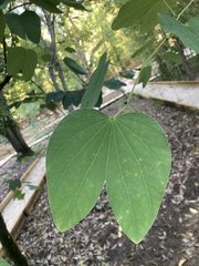 Bauhinia acuminata