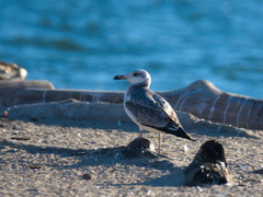 Ichthyaetus ichthyaetus