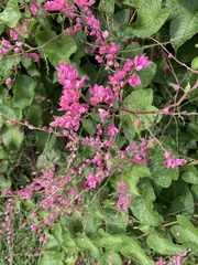 Antigonon
