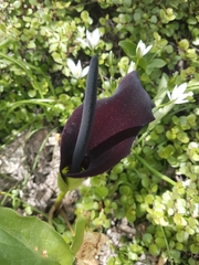Arum palaestinum
