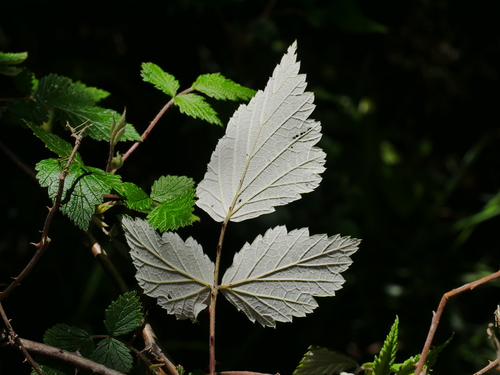 Rubus mesogaeus, photograph 2