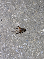 Teleogryllus occipitalis
