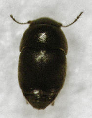 Acrotrichis inconspicua