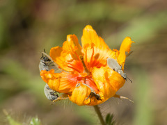 Epicauta fortis