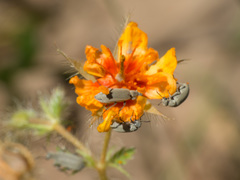 Epicauta fortis