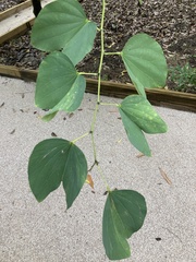 Bauhinia acuminata