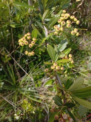 Pyracantha crenulata