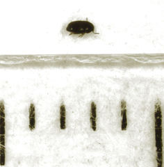 Acrotrichis inconspicua