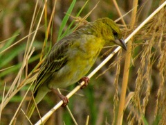 Ploceus subaureus subaureus