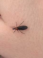 Dilophus serotinus