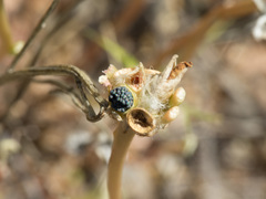 Portulaca suffrutescens