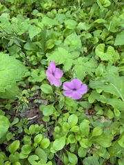 Phlox stolonifera