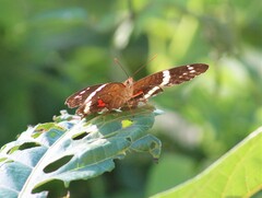 Anartia fatima colima