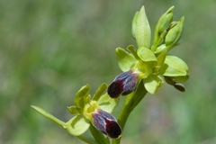 Ophrys fusca funerea