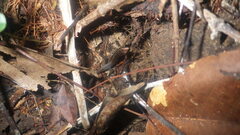 Zonosaurus madagascariensis