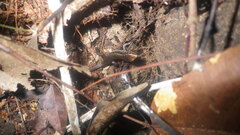 Zonosaurus madagascariensis