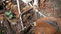 Zonosaurus madagascariensis