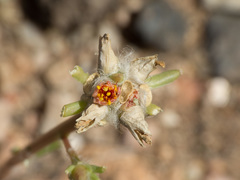 Portulaca suffrutescens