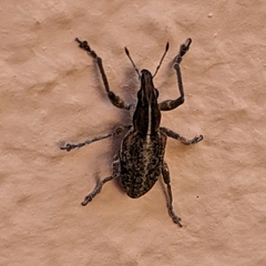 Charagmus gressorius