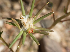 Portulaca suffrutescens