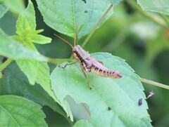 Melanoplinae