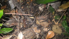 Zonosaurus madagascariensis