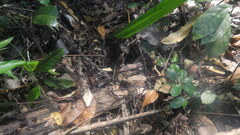 Zonosaurus madagascariensis