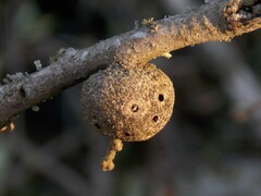 Callirhytis quercusbatatoides