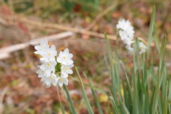 Narcissus