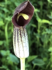Arisarum simorrhinum