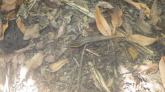 Zonosaurus madagascariensis