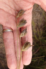 Gladiolus permeabilis