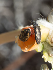 Acmaeodera parkeri