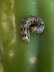 Spodoptera eridania