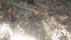 Zonosaurus madagascariensis