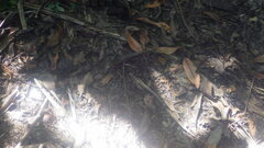 Zonosaurus madagascariensis