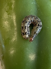 Spodoptera eridania