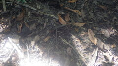 Zonosaurus madagascariensis